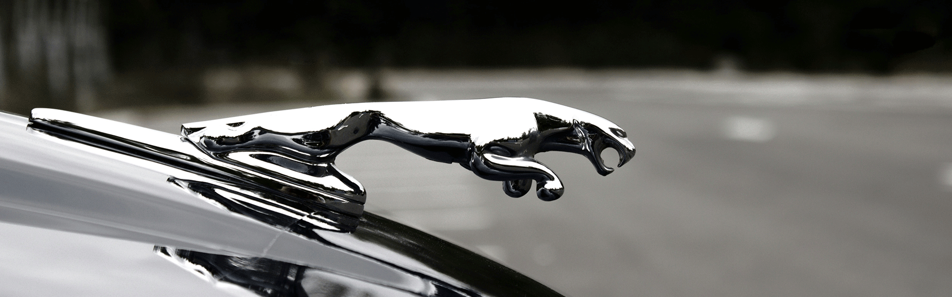 Jaguar Tutkunları İçin Özel Bakım